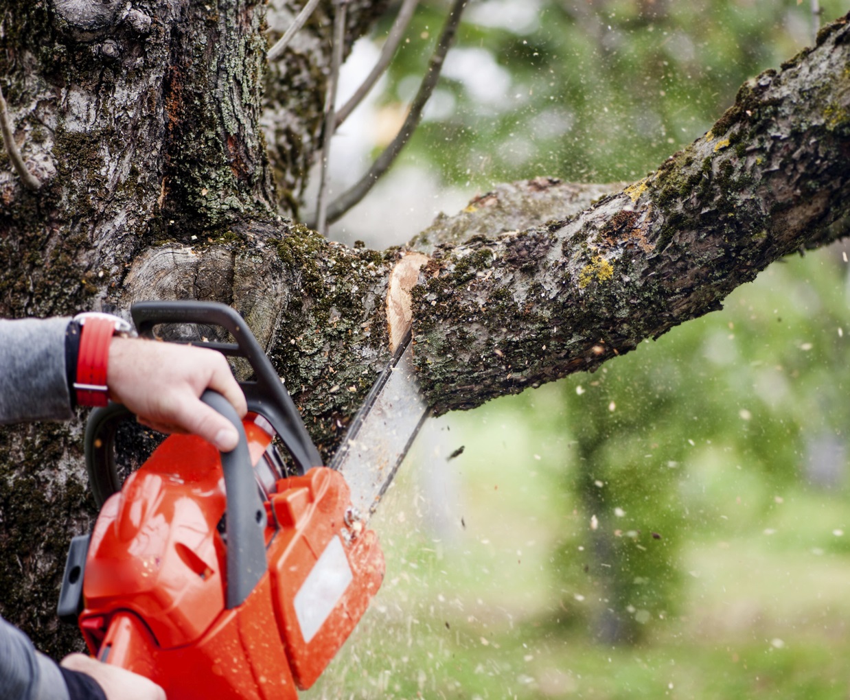 9 Questions You Should Ask Before Hiring a Tree Service Company