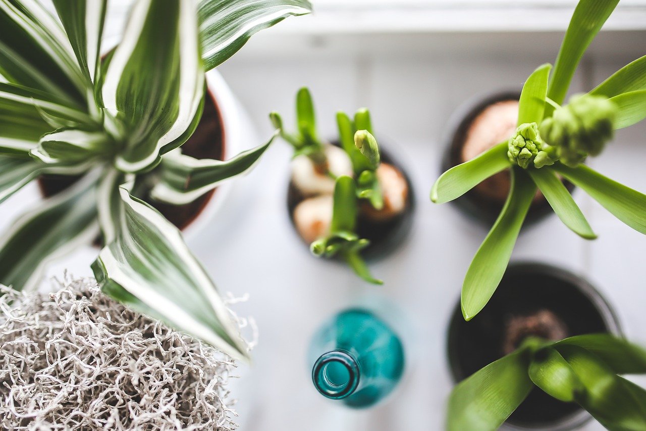 Five Almost Impossible to Kill House-Plants that Purify your Air